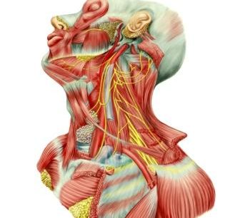 vagus nerve stimulation