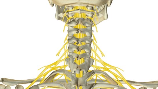 Nerves in the neck