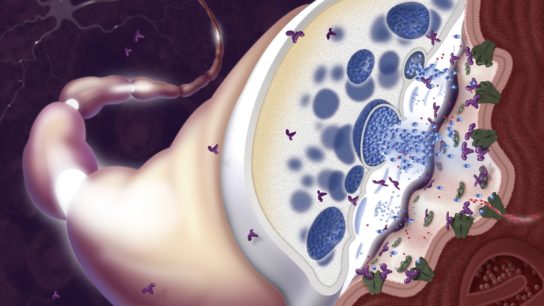 Neurotransmitters-Synapse_SS_SS2243192