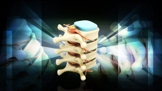 spinal column with nerves and discs